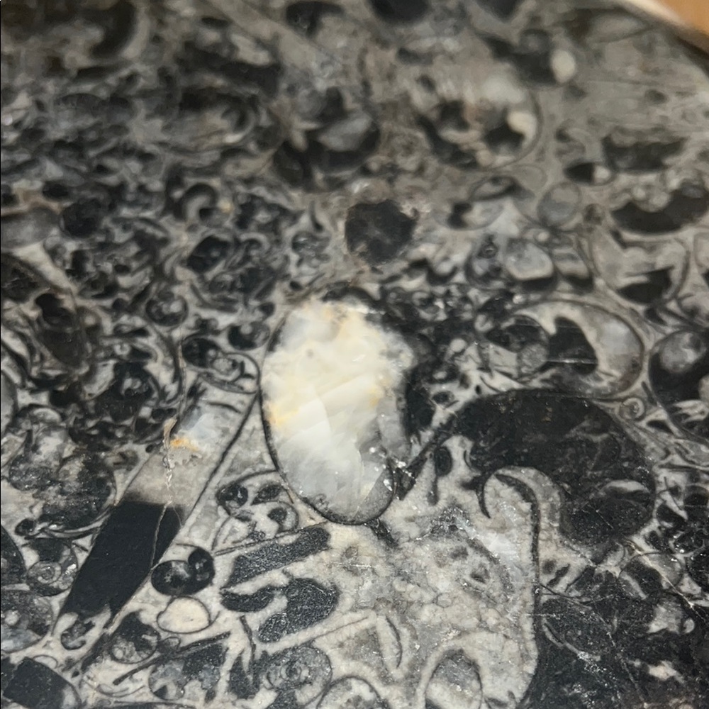 AMMONITE PLATE - Picture 8 of 10